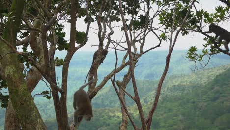 Slow-Motion-shot-of-wild-monkeys
