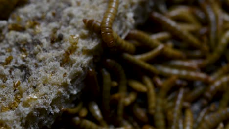 The-Mealworm-is-a-species-of-Darkling-Beetle-used-to-feed-pets-like-fish,-snakes,-birds,-and-frogs