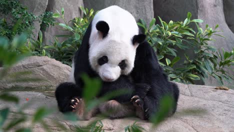 Cute-giant-panda,-ailuropoda-melanoleuca-with-cute-facial-expression,-sitting-on-the-ground,-sticking-its-tongue-out,-yawning-with-its-mouth-wide-open-and-dozing-off-in-bright-daylight