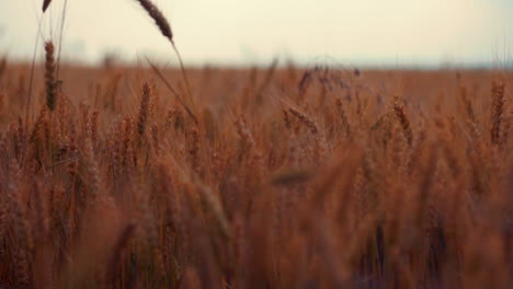 Slow-motion-panorama-of-wheat-field-with-funny-frame