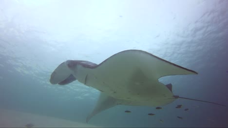 Manta-ray-being-cleaned-close-up
