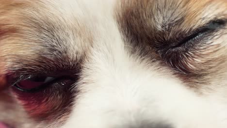 Close-up-macro-depth-of-field-details-of-the-dog's-eyes,-nose,-and-mouth-that-blink-and-waits-for-the-owner