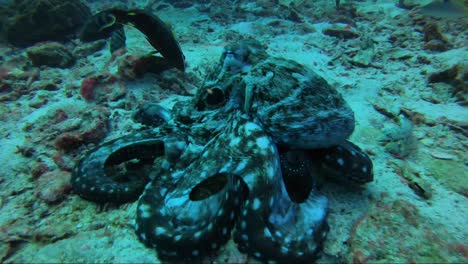 Octopus-walking-and-hunting-on-coral-reef-with-its-skirt-out