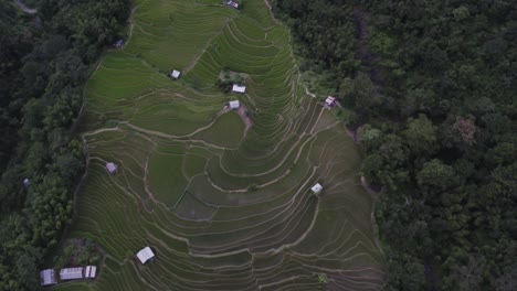 Luftaufnahme-Von-Landwirtschaftlichen-Feldern-Auf-Hügeln-In-Nagaland,-Indien