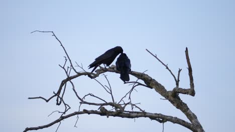 Un-Par-De-Pájaros-Negros-Posados-En-La-Parte-Superior-De-Una-Rama-De-árbol,-Otoño,-Cielo-Nublado