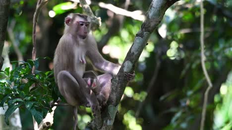 Der-Nördliche-Schweinsschwanzmakak-Ist-Ein-Primat,-Der-Häufig-Im-Nationalpark-Khao-Yai-Vorkommt,-Obwohl-Es-Sich-Um-Eine-Gefährdete-Art-Handelt