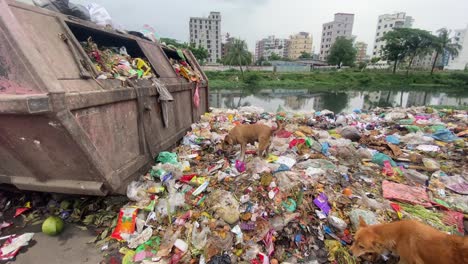 Hunde-Schnorren-überquellenden-Plastikmüll,-Der-Das-Dhaka-Flussufer-Verschmutzt