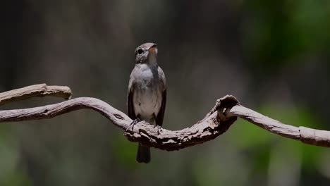 Der-Asiatische-Braunschnäpper-Ist-Ein-Kleiner-Sperlingsvogel,-Der-In-Japan,-Im-Himalaya-Und-In-Sibirien-Brütet