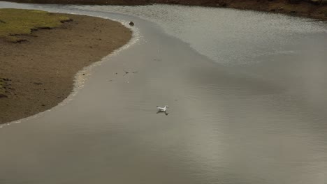 Single-Bird-Swimming-In-Cornwall-Clear-Nature-Reserve-,-Hayle,-England
