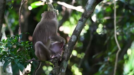 El-Macaco-De-Cola-De-Cerdo-Del-Norte-Es-Un-Primate-Que-Se-Encuentra-Comúnmente-En-El-Parque-Nacional-De-Khao-Yai,-Aunque-Es-Una-Especie-Vulnerable.