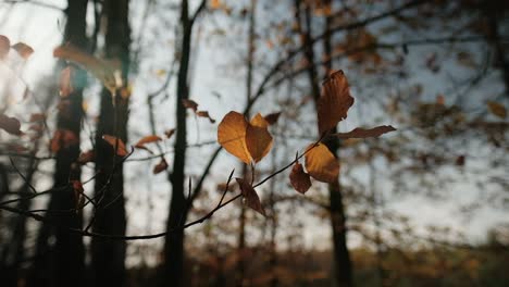 Golden-leaves-on-branch-swaying-in-wind,-afternoon-light