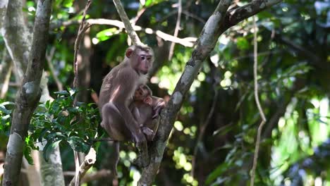 The-Northern-Pig-tailed-Macaque-is-a-primate-commonly-found-in-Khao-Yai-National-Park-though-itâ€™s-a-Vulnerable-species