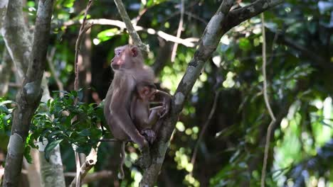 Der-Nördliche-Schweinsschwanzmakak-Ist-Ein-Primat,-Der-Häufig-Im-Nationalpark-Khao-Yai-Vorkommt,-Obwohl-Es-Sich-Um-Eine-Gefährdete-Art-Handelt