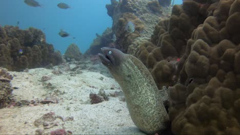 White-eyed-moray-eel-looking-around-the-reef-from-its-home