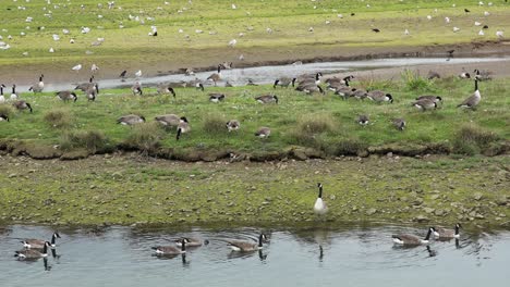 Countless-Gooses-Swimming-In-Cornwall-Nature-Reserve,-Hayle