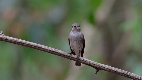 The-Asian-Brown-Flycatcher-is-a-small-passerine-bird-breeding-in-Japan,-Himalayas,-and-Siberia