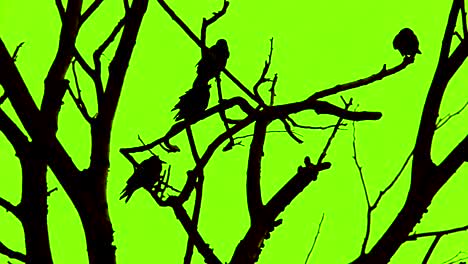 Silhouettes-of-the-Crows-Sitting-in-Tree-Branches-against-the-Green-Screen-Background