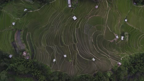 Luftaufnahme-Von-Feldern-In-Nagaland,-Wo-Menschen-Auf-Hügeln-Landwirtschaft-Betreiben