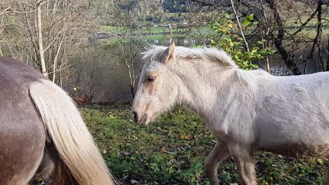 Cute-white-foal-trots-towards-her-mother-along-Norway-road-in-autumn---Handheld-clip-following-side-of-foal-until-reaching-her-mother