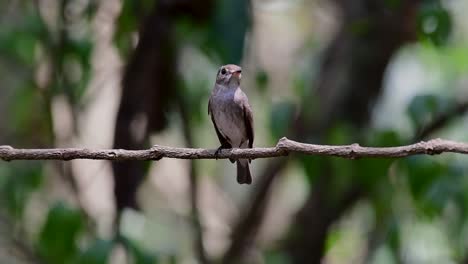 The-Asian-Brown-Flycatcher-is-a-small-passerine-bird-breeding-in-Japan,-Himalayas,-and-Siberia