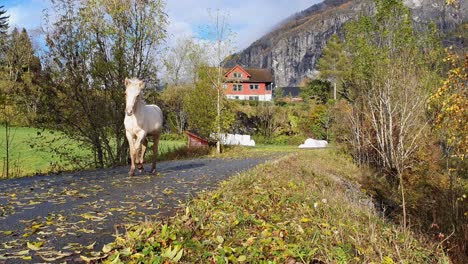 Cute-young-white-foal-running-on-countryside-road-towards-camera-and-passing-in-left-frame---Static-sunny-day-handheld-static-clip-at-fall-season-in-Norway