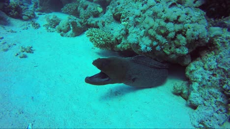 Giant-moral-eel-roars-from-its-home-in-the-coral-on-the-sand-of-a-tropical-reef