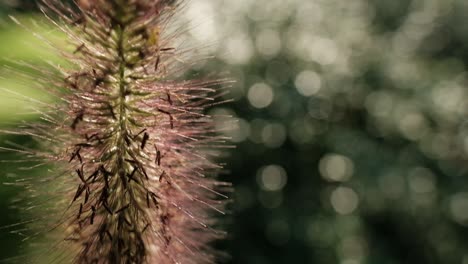 Macro-shot-of-miscanthus-grass-with-fluffy-flowers-on-tall-stems