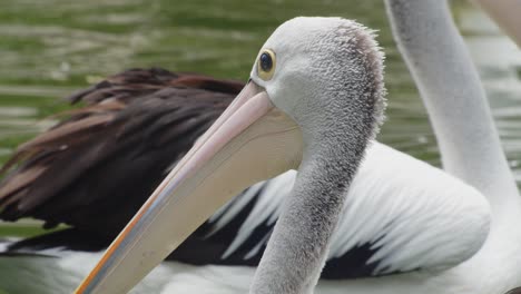 Head-and-Beak-of-Australian-Pelican,-Close-Up