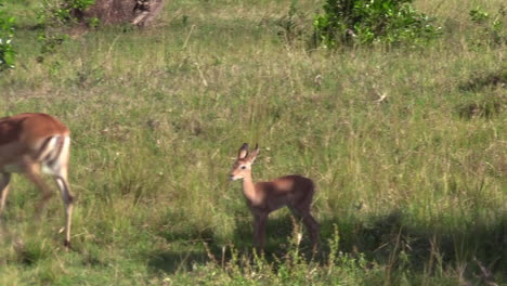 Impala-Y-Fawn-Vagando-Por-Las-Praderas-De-Olare-Motorogi-Conservancy-En-Masai-Mara,-Kenia---Primer-Plano
