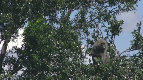Baboon-Sitting-On-The-Tree-In-Olare-Motorogi-Conservancy,-Masai-Mara,-Kenya---Close-up-Shot