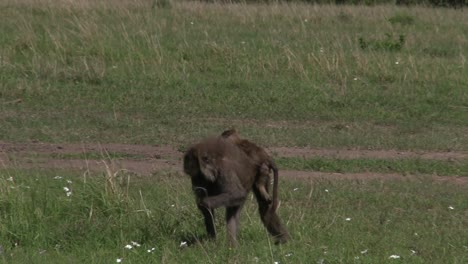 A-Baboon-And-Its-Infant-Feeding-On-The-Grassland-Of-Olare-Motorogi-Conservancy-in-Masai-Mara,-Kenya---Close-up-Shot