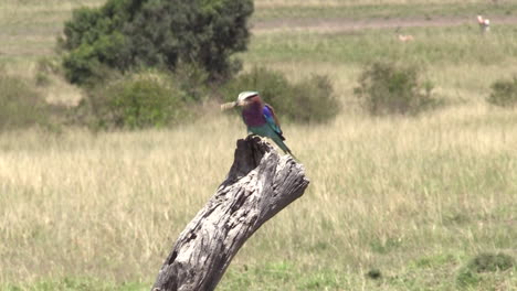 Lilac-Breasted-Roller-Bird-Perched-On-A-Dried-Tree-Branch-In-Olare-Motorogi-Conservancy,-Masai-Mara,-Kenya---Close-up-Shot