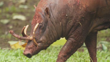 Close-Up-of-Male-Babirusa,-Wild-Asian-Animal-Species-From-Swine-Family-Looking-For-Food-in-Meadow