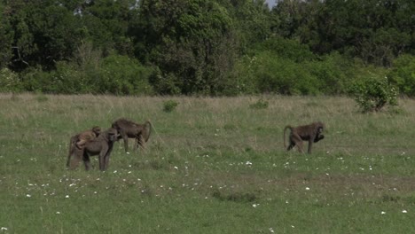 Three-Baboons-And-An-Infant-Eating-On-The-Grassland-Of-Olare-Motorogi-Conservancy-In-Masai-Mara,-Kenya---Close-up-Shot