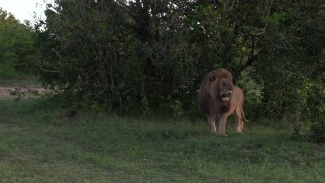Majestic-male-lion-calmly-sits-down-in-front-of-green-bush-in-the-Masai-Mara