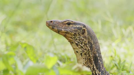 Monitor-Lizard-Head,-Close-Up