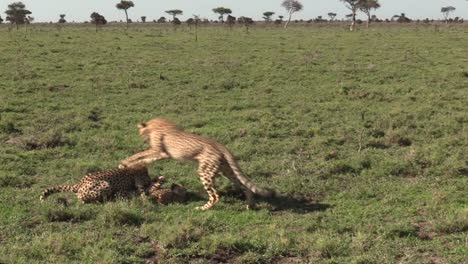 Beautiful-Cheetah-Cubs-Playing-On-The-Grass-Under-The-Hot-Sun-In-Maasai-Mara-Conservancy,-Kenya---Wide-Shot