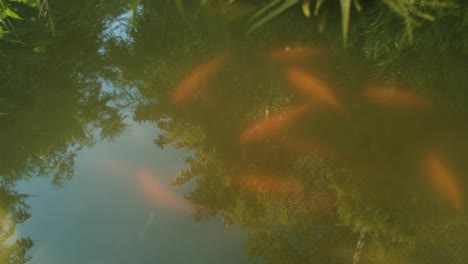 Reflection-in-water-with-blurry,-orange-fish-swimming-in-pond,-atmospheric-mood