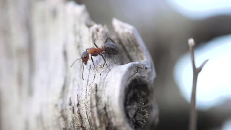 Mosquito-Atacando-Una-Sola-Hormiga-De-Fuego