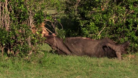 Olerai-From-The-Dikdik-Pride-Pulling-A-Dead-Buffalo-Behind-The-Bush-In-Olare-Motorogi-Conservancy,-Masai-Mara,-Kenya---Close-up-Shot