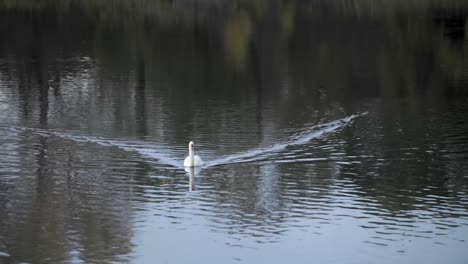 Cisne-Acercándose-En-El-Lago