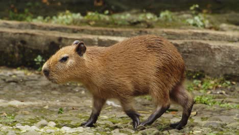Close-Up-of-Capybara-Pup-Walking-on-Ground-in-Protected-Nature-Reserve