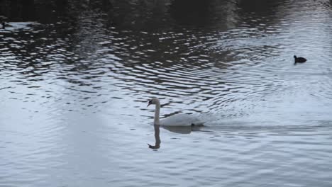 Single-swan-swimming-in-the-lake-by-a-dusk