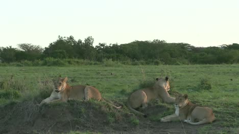 Three-Lionesses-Lying-On-The-Mound-In-Olare-Motorogi-Conservancy,-Masai-Mara,-Kenya---Close-up-Shot