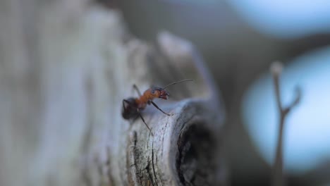 Einzelne-Feuerameise,-Die-Ameisenhaufen-Vom-Holzstamm-Bewacht