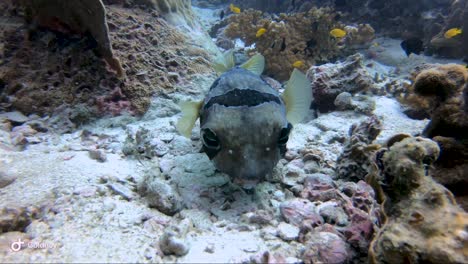 Kugelfisch-Nimmt-Ein-Korallenstück-Auf-Und-Frisst-Es-Und-Schwimmt-Dann-Das-Tropische-Riff-Hinauf