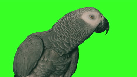 Papagei-Auf-Einem-Soliden-Grünen-Hintergrund
