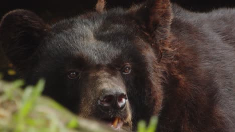 American-Black-Bear-Lying-and-Resting-on-Ground,-Close-Up-Slow-Motion
