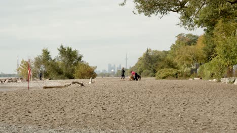 Toronto-Beaches,-city-backdrop-with-people-walking-dogs