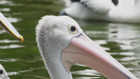 Close-Up-of-Australian-Pelican-Floating-on-Water,-Bird-in-Natural-Preserve